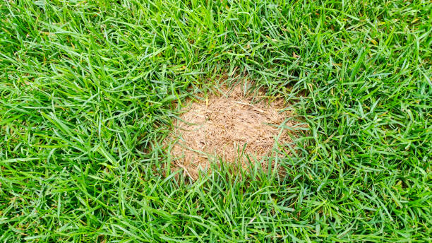 How to Repair Bare Spots in Your Chattanooga Lawn